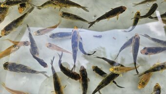Koi mix cca 60ks loňské - 3