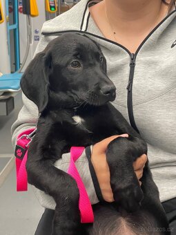 Labrador - 3