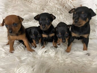 Pražský krysařík - 3