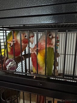 Pyrura Zelenolící PineApple REDFACE - 3