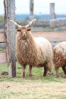 Ovce + mladý černý beran ovce cápové - hortobágy racka - 3