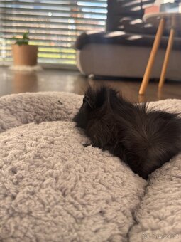 Darujeme mláďata morčat - 3