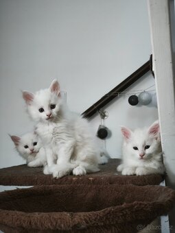 Mainská mývalí koťátka - 3