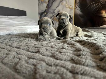 Stafordšírský bulteriér - 3