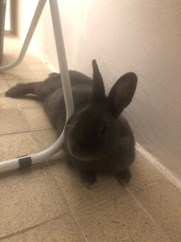 Zakrslý králíček - 3
