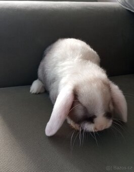 Zakrslý beránek králíček - 3