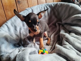 Pražský krysařík - štěňátka - 3