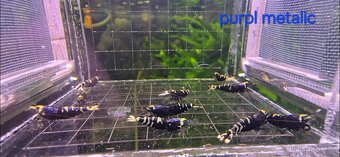 Krevetky caridina - 3