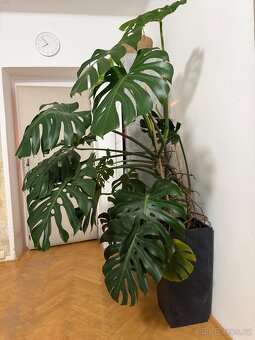 Monstera - 3