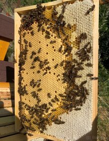 Vyzimované včelstvo - Vysočina - 3
