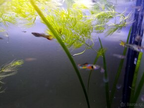 Paví očka, gupky, Poecilia reticulata
, Vsetín - 3