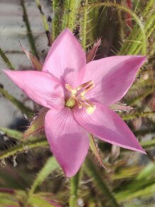 Roridula gorgonias s kolonií klopušek Pameridea roridulae - 3