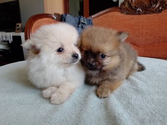 Pomeranian špic - 3