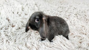Zakrslý beránek, králíček, králík - PEGGY - 3
