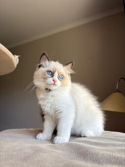 Ragdoll s PP / Ragdoll kotě s PP - 3
