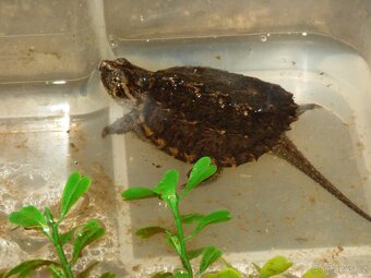 Kajmanka dravá (Chelydra serpentina) - 3