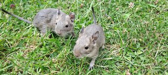 Osmák degu - 3