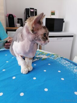 Kanadský sphynx - 3