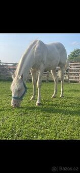 Prodám hřebečka AQH Cremello 2024 - 3