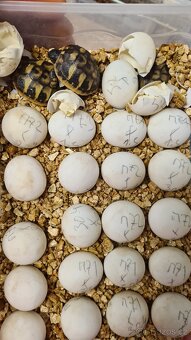 Suchozemské želvy - vlastní odchov 2025 - 3