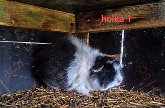 morče, morčátko - 3