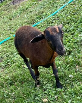 Kamerunska jehnička - 3