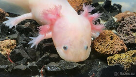 Axolotl od chovatele - axolotly.cz - 3