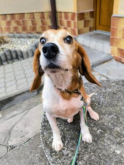 ADOPTUJ PIŠTU - ADOPTUJ VÍTR - 3