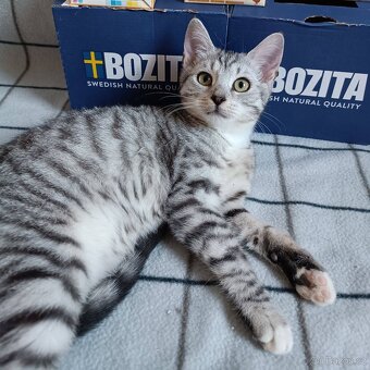 LUNA a LEYLA - kastrované kočičky, 6 měsíců - 3