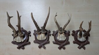 Prodám 20 ks srnčích parohů na vyřezávaných štítkách - 3