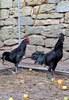 Kohouti Ayam Cemani, Cemanky, Cemanské slepice - 3