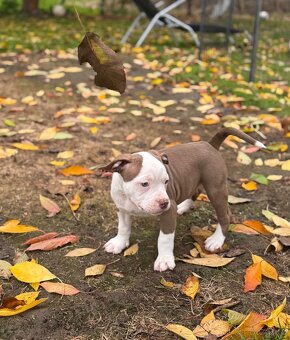 American Bully Classic standard - 3