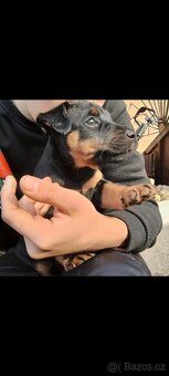 Štěňata Jagdterier - bez PP - 3