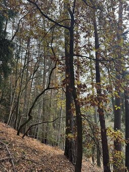 Prodám lesní pozemky v k.ú. Střemeníčko - 3