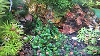 Akvarijní rostliny - 3