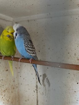 Andulka výstavni - 3