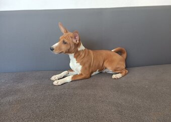 Basenji - štěňata bez pp - 3
