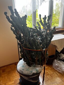 Daruji za odvoz kaktus Cereus Chaliberus Monster - 3