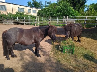 Shetland pony - 3