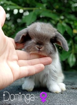 Zakrslý králíček Mini lop - 3