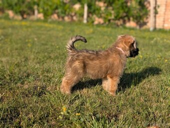 Irish soft coated wheaten terrier - 3