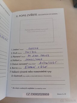 Americký Stafordšírský teriér - 3