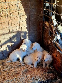 Slovenský čuvač štěňata - 3