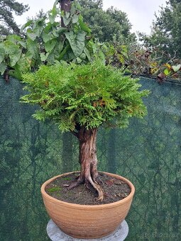 Bonsaj bonsai Thuje - 3