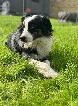 Malý Australský ovčák s PP, blue merle pes do spolumajetku - 3