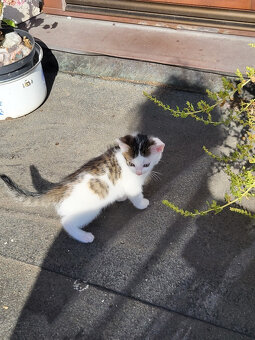 koťátka hezky vybarvená - 3