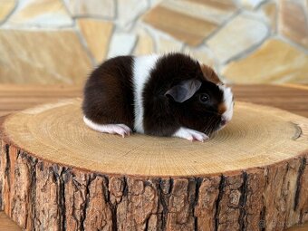 Morče, morčata s PP - 3