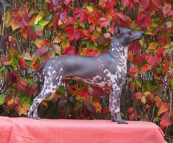 Chovatelská stanice Silesia Iron americký bezsrstý teriér - 3