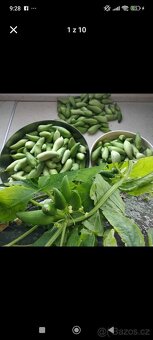 Trvalky a semena rostlin - 3