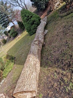 Dřevo ořech vlašský - 3